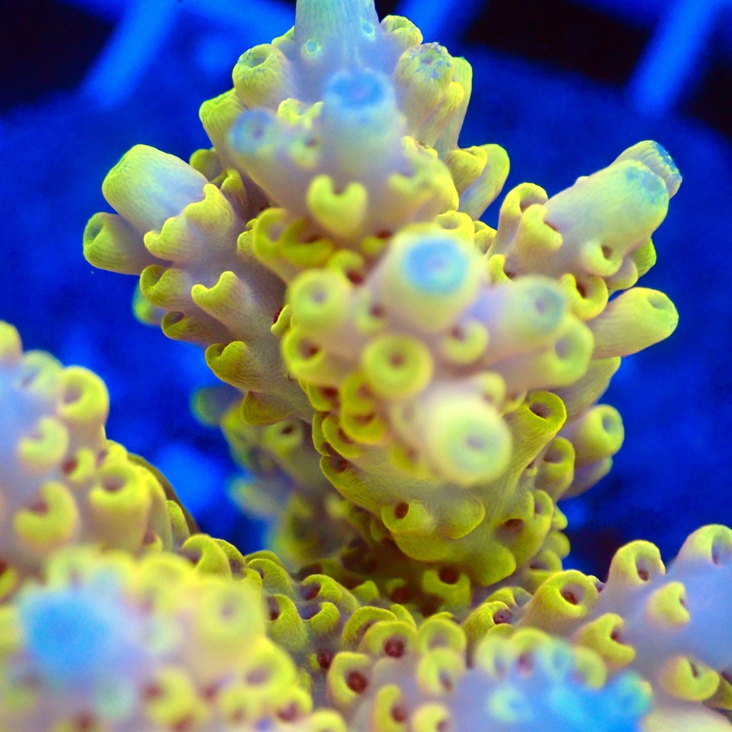 Acro Colony T3H3 macro