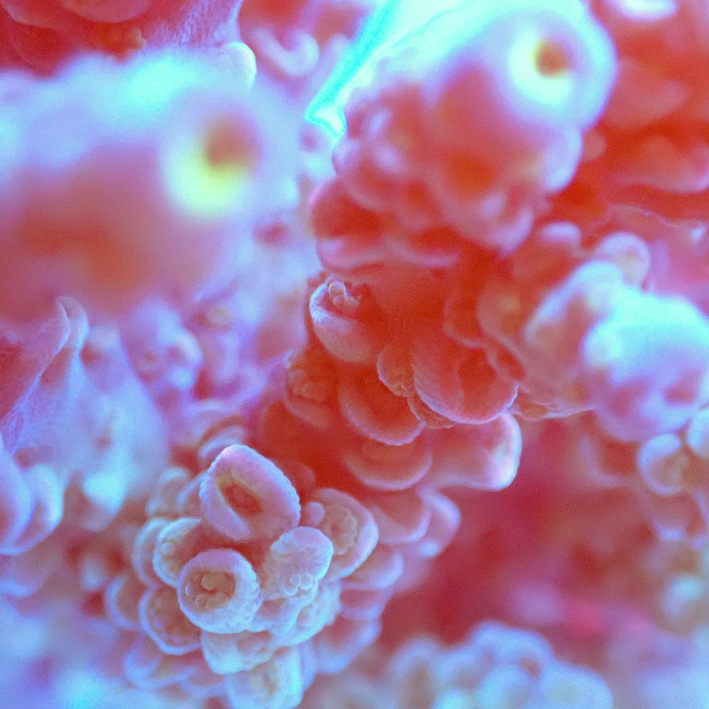 Acro Colony T3H4 macro