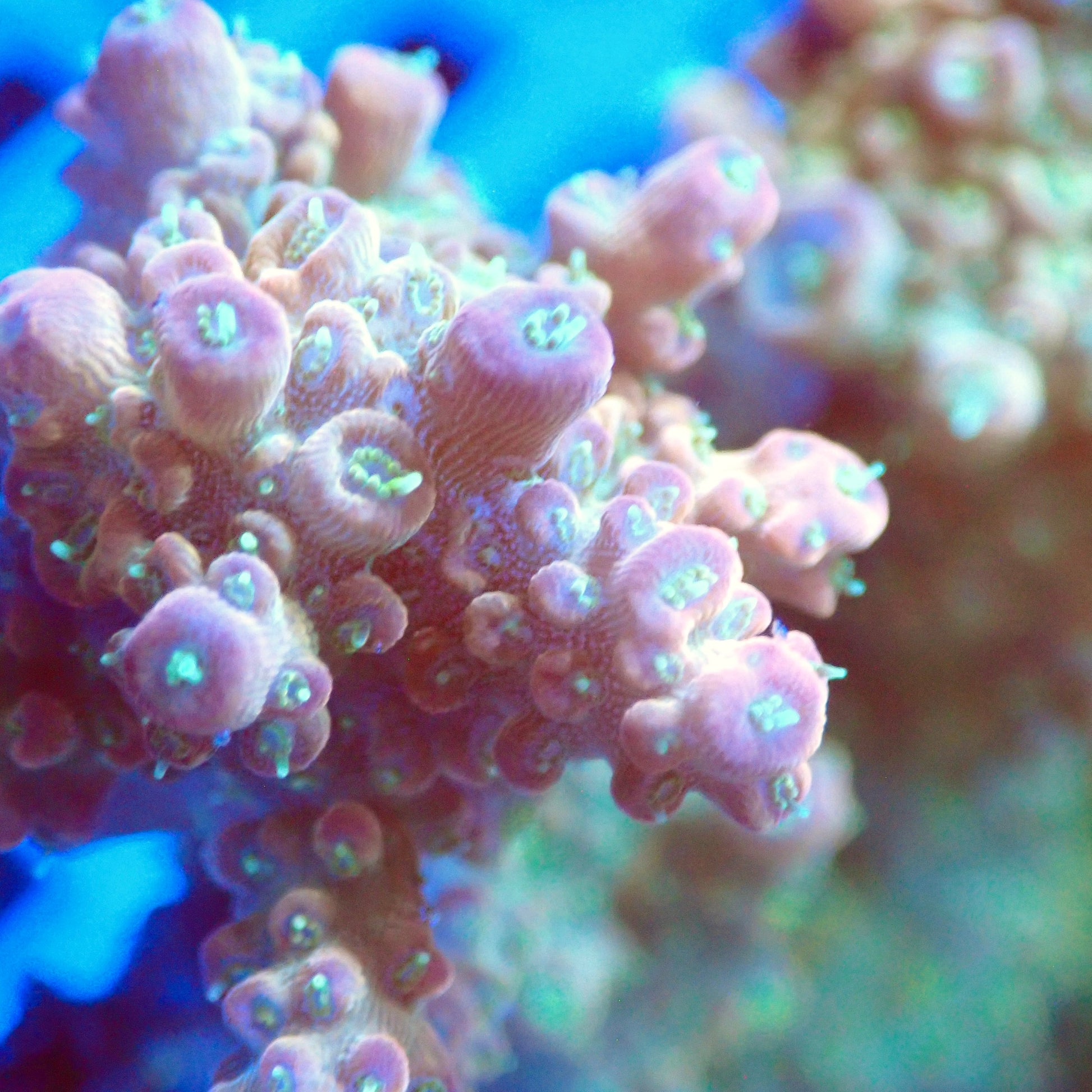 Acro Colony T3H5 macro