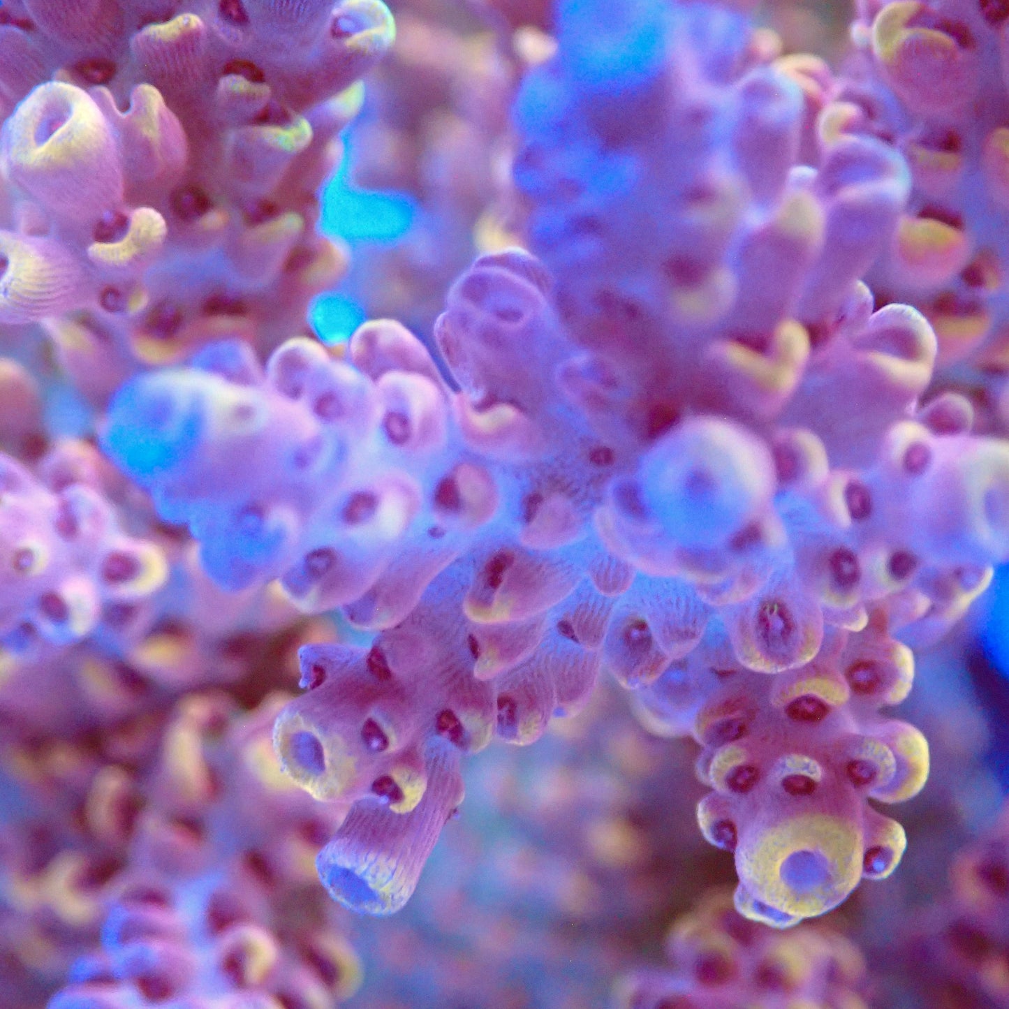 Acro Colony T3I1 macro