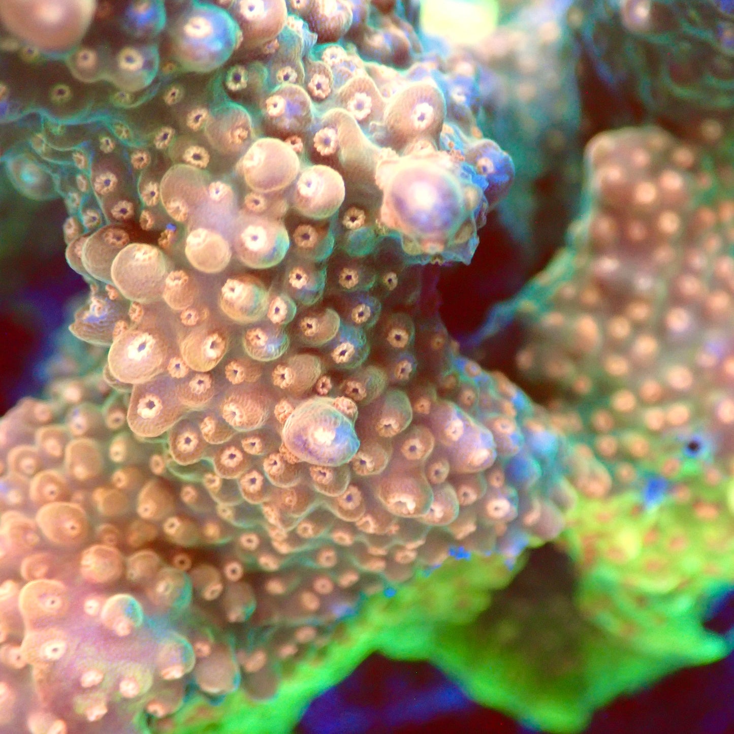 Acro Colony T3I2 macro