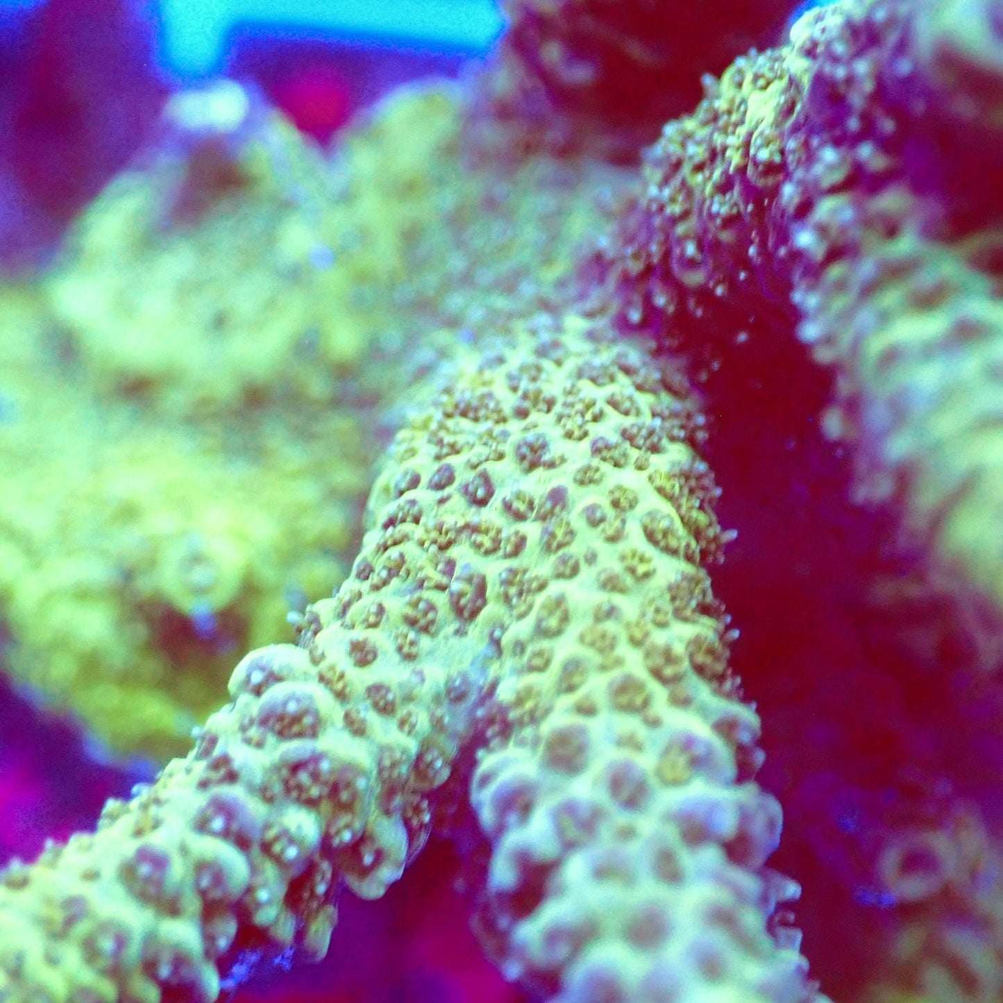 Acro Colony T3I3 macro
