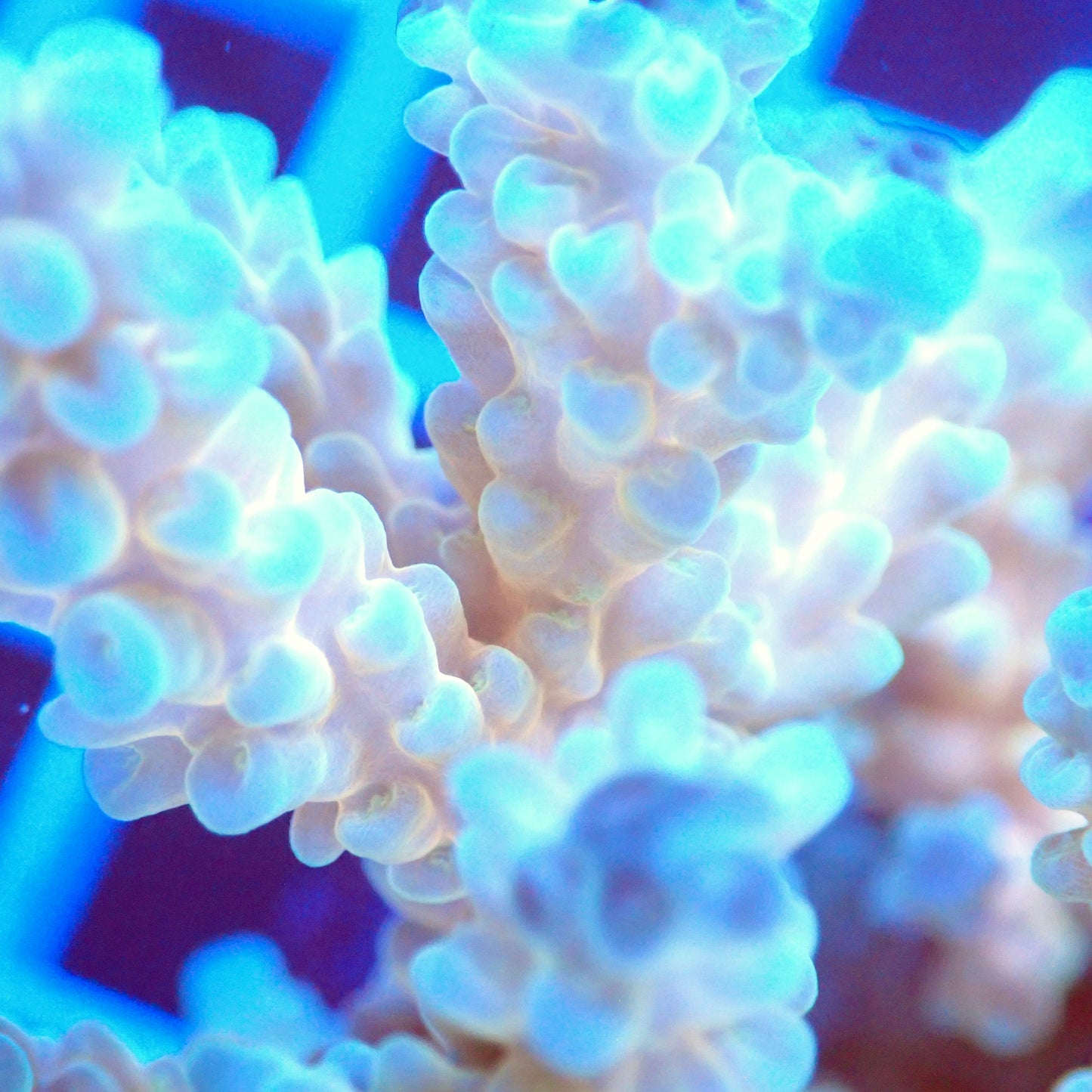 Acro Colony T3I4 macro