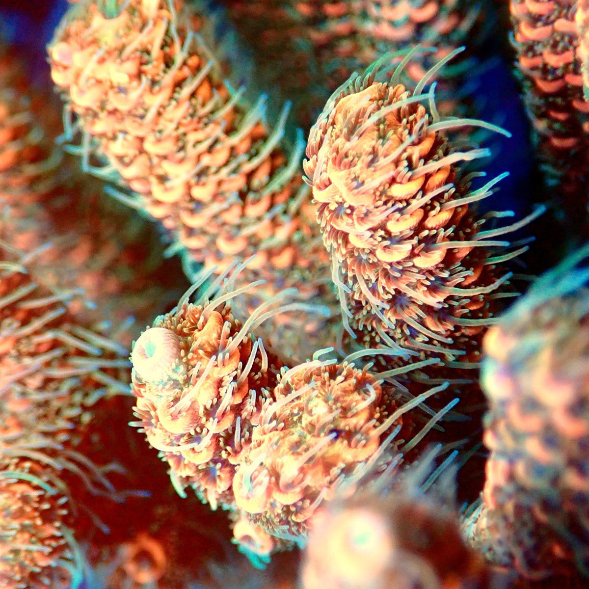 Acro Colony A1