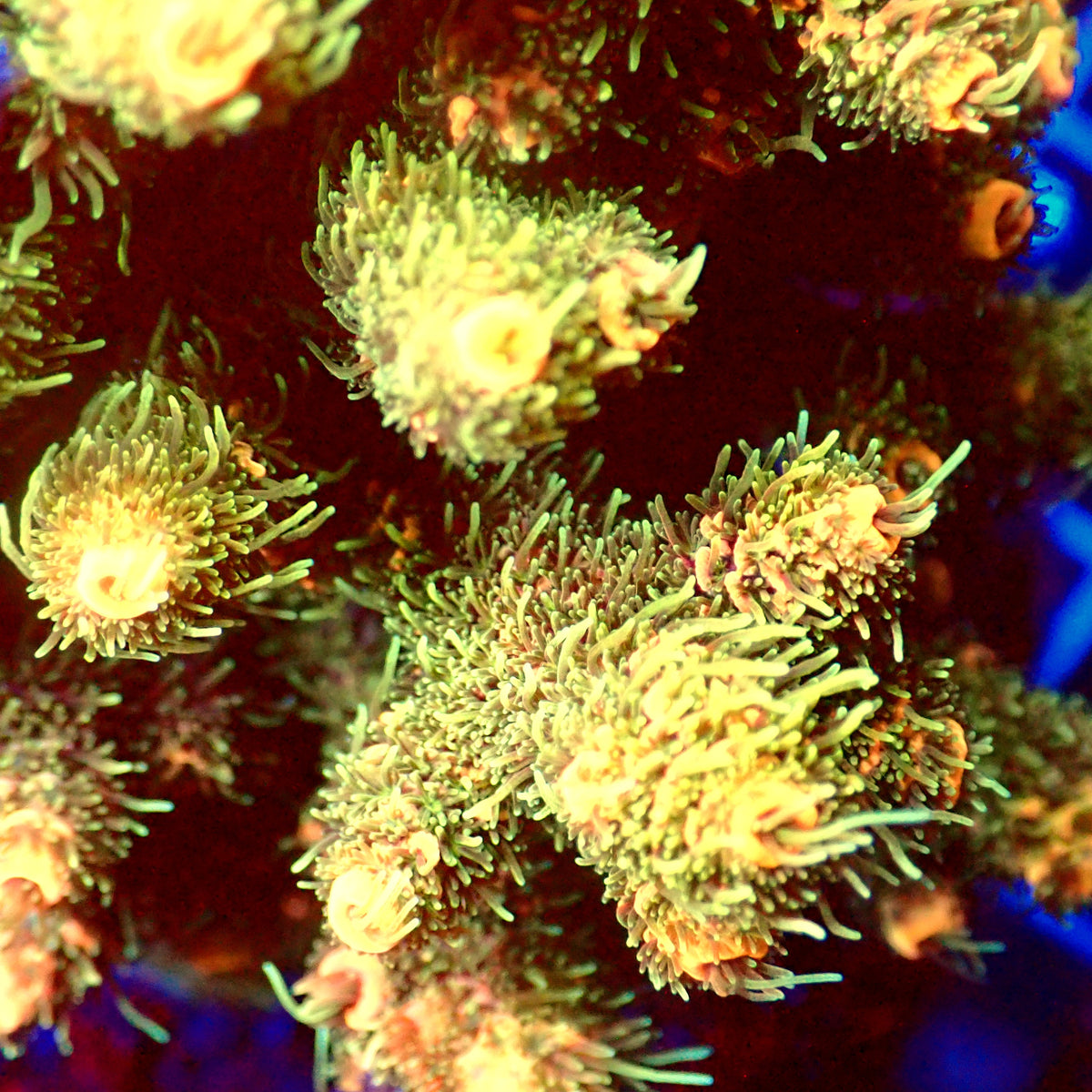 Acro Colony A10