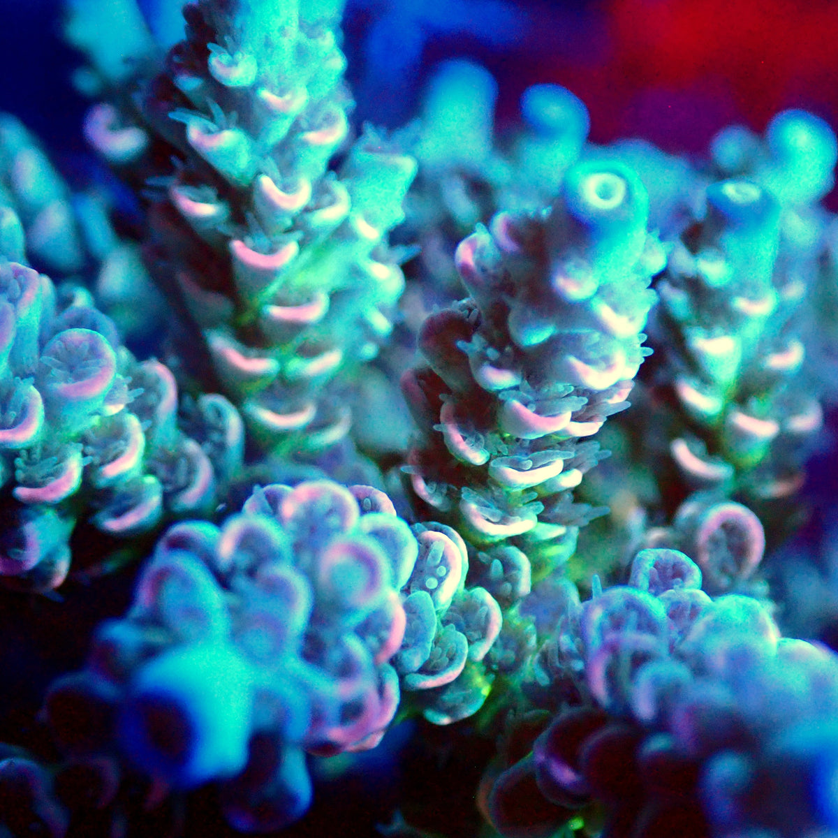 Acro Colony A2