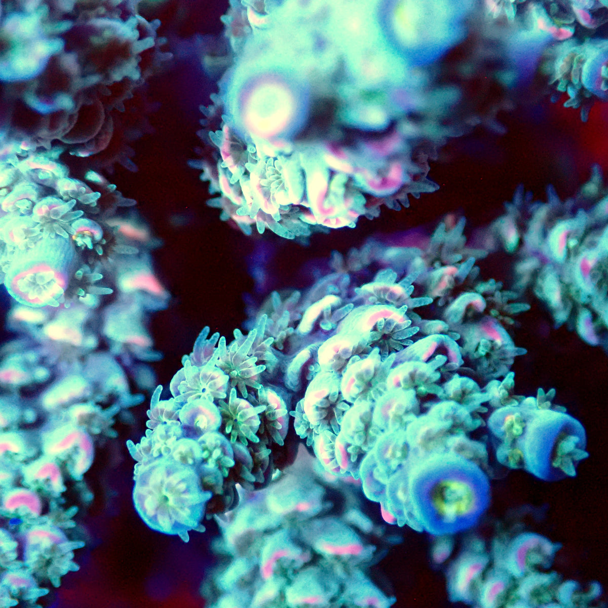 Acro Colony A3