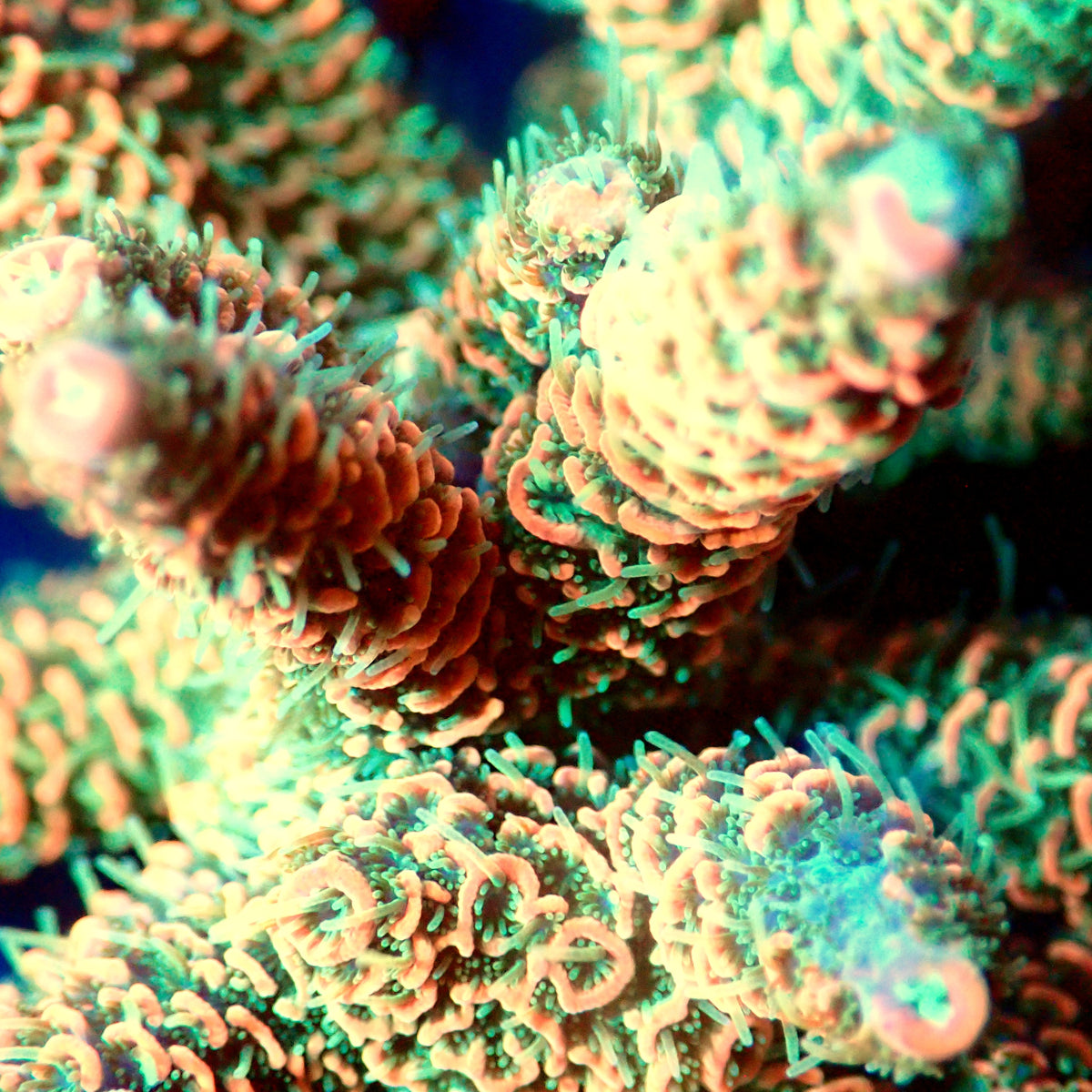Acro Colony A5