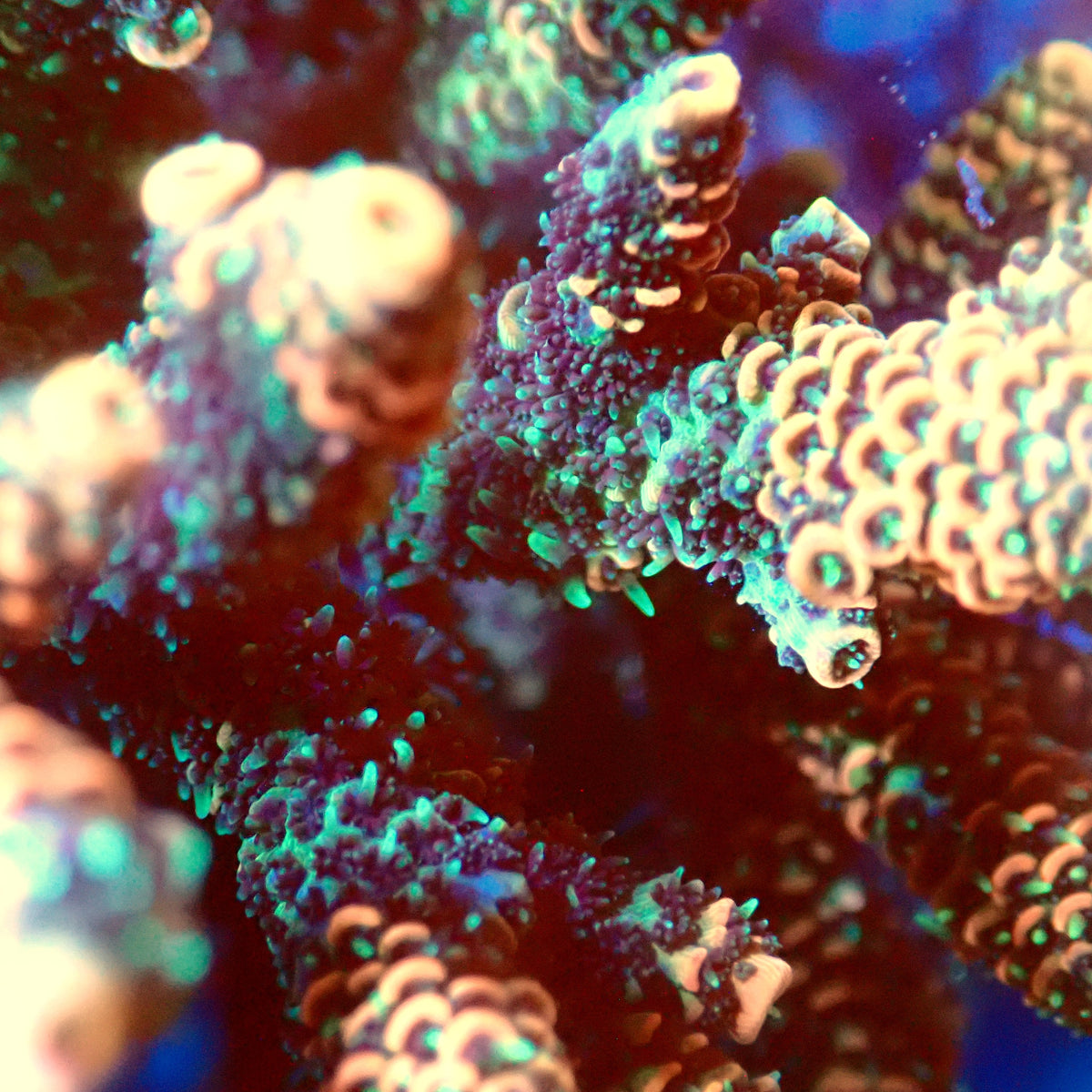 Acro Colony A6