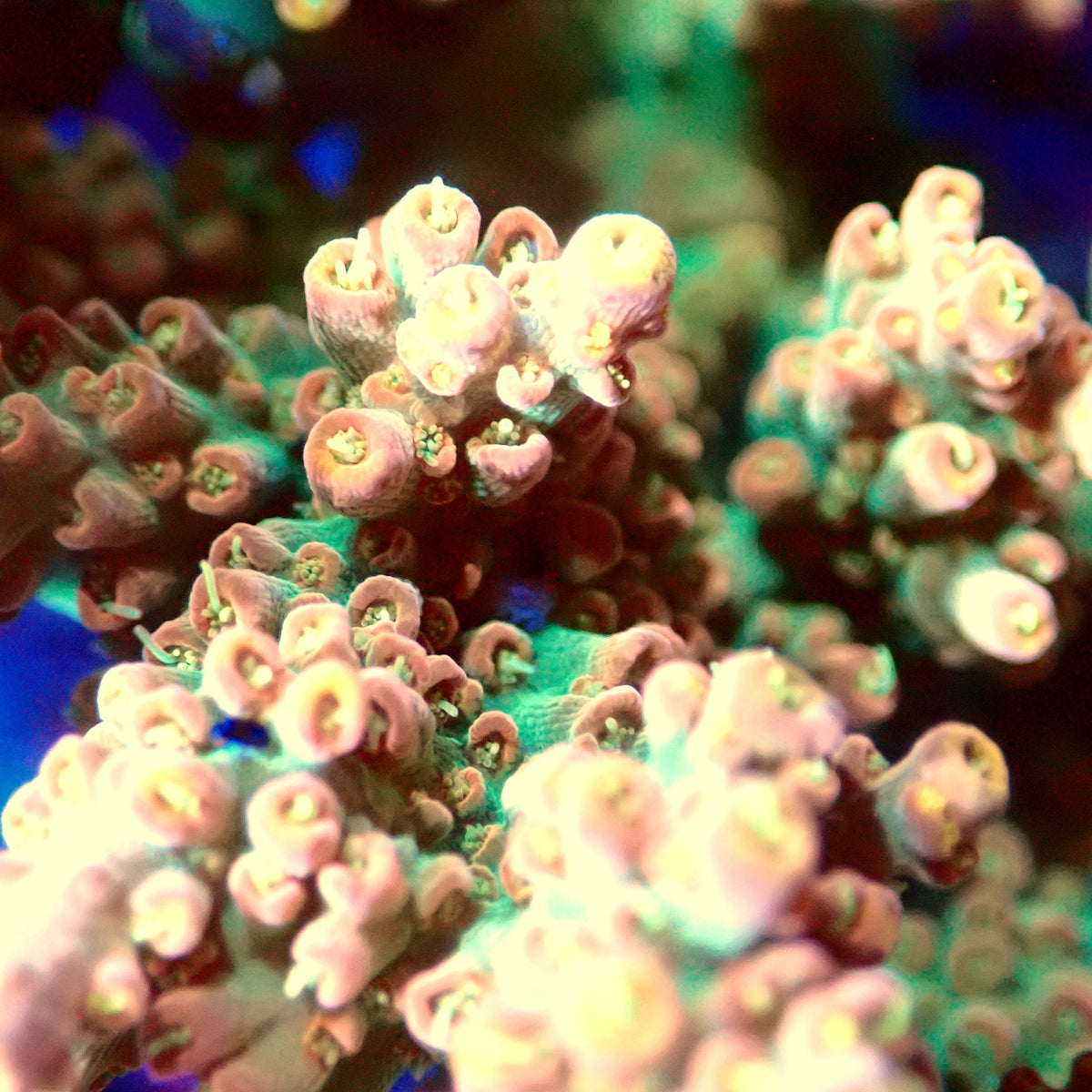 Acro Colony A8