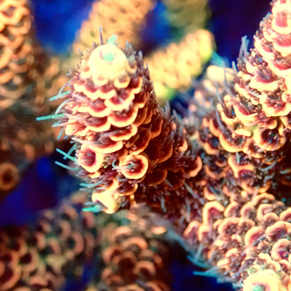 Acro Colony A9