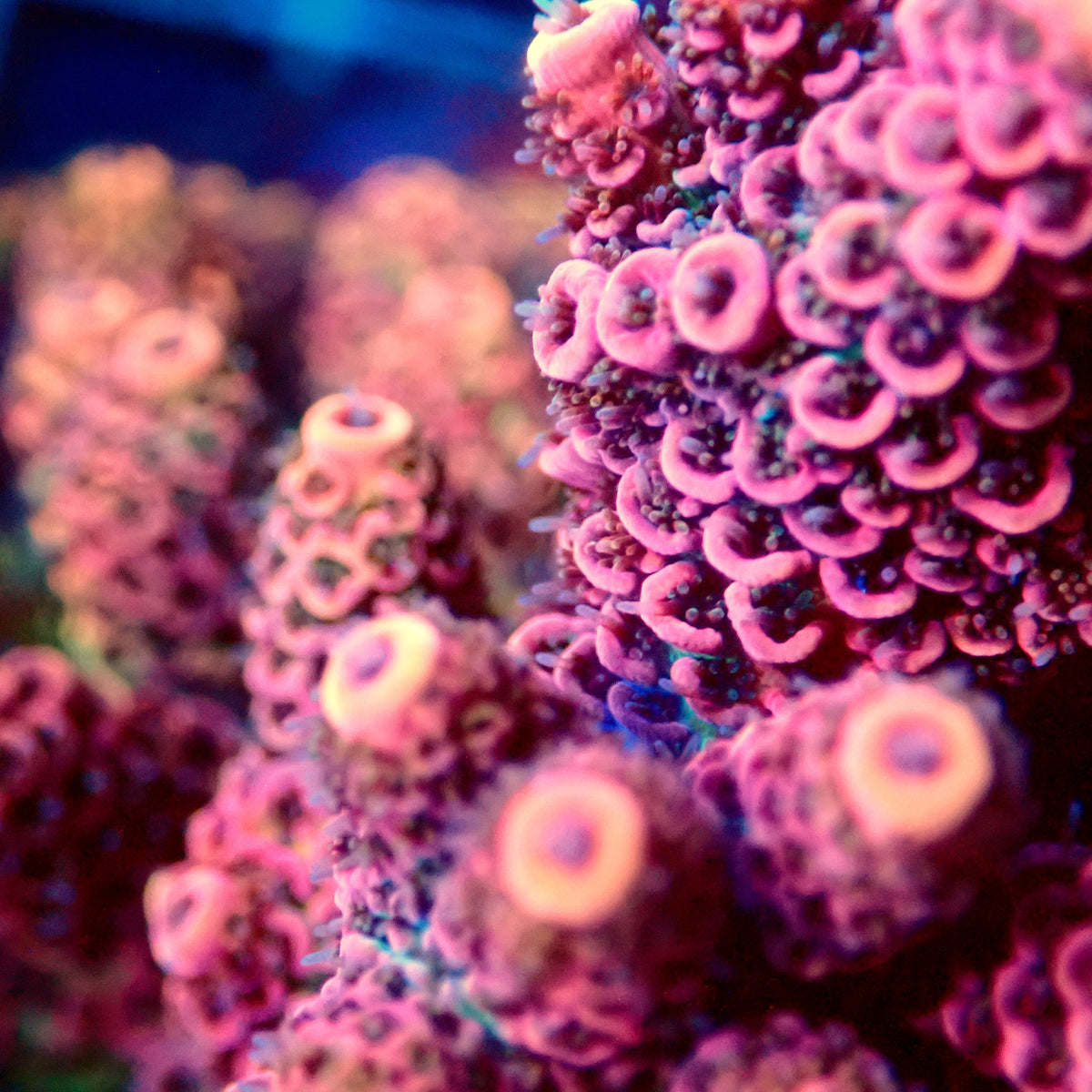 Acro Colony B10