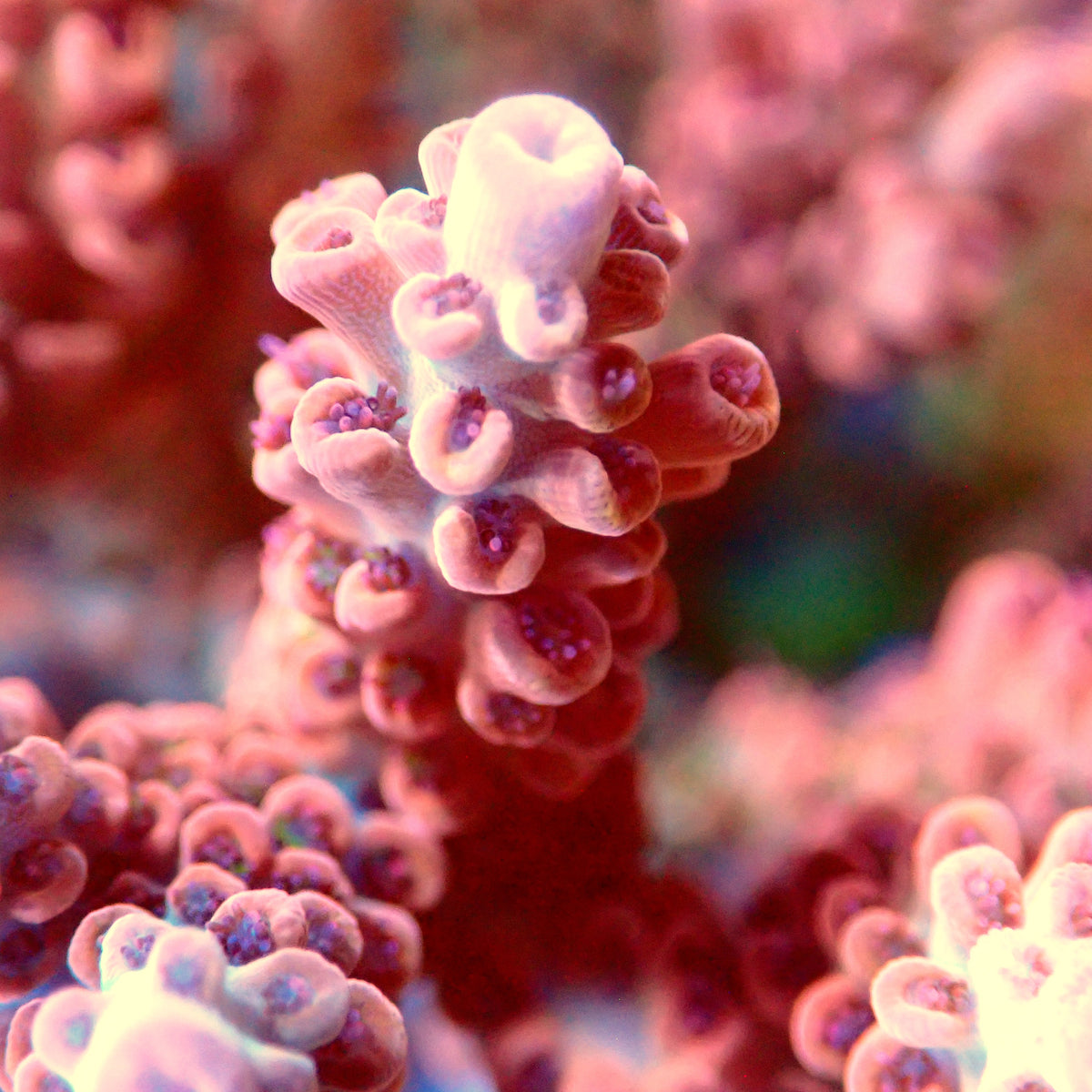 Acro Colony B12