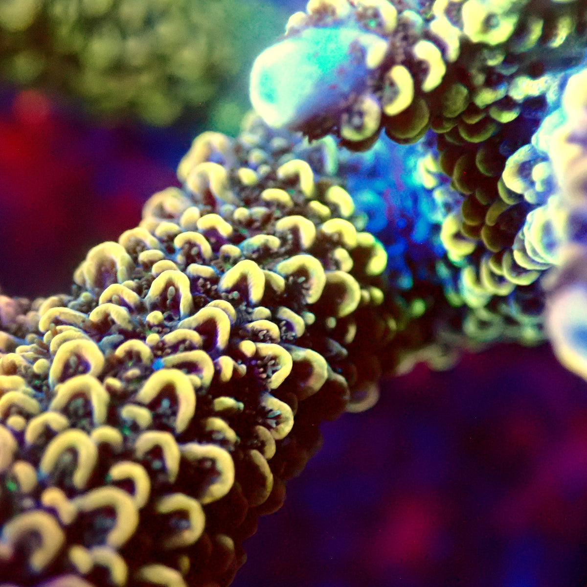 Acro Colony B2