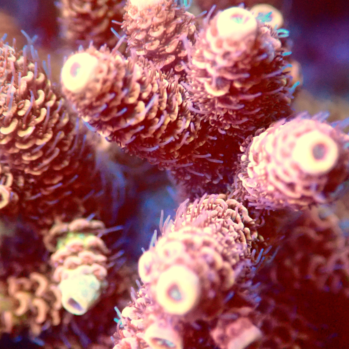 Acro Colony B3