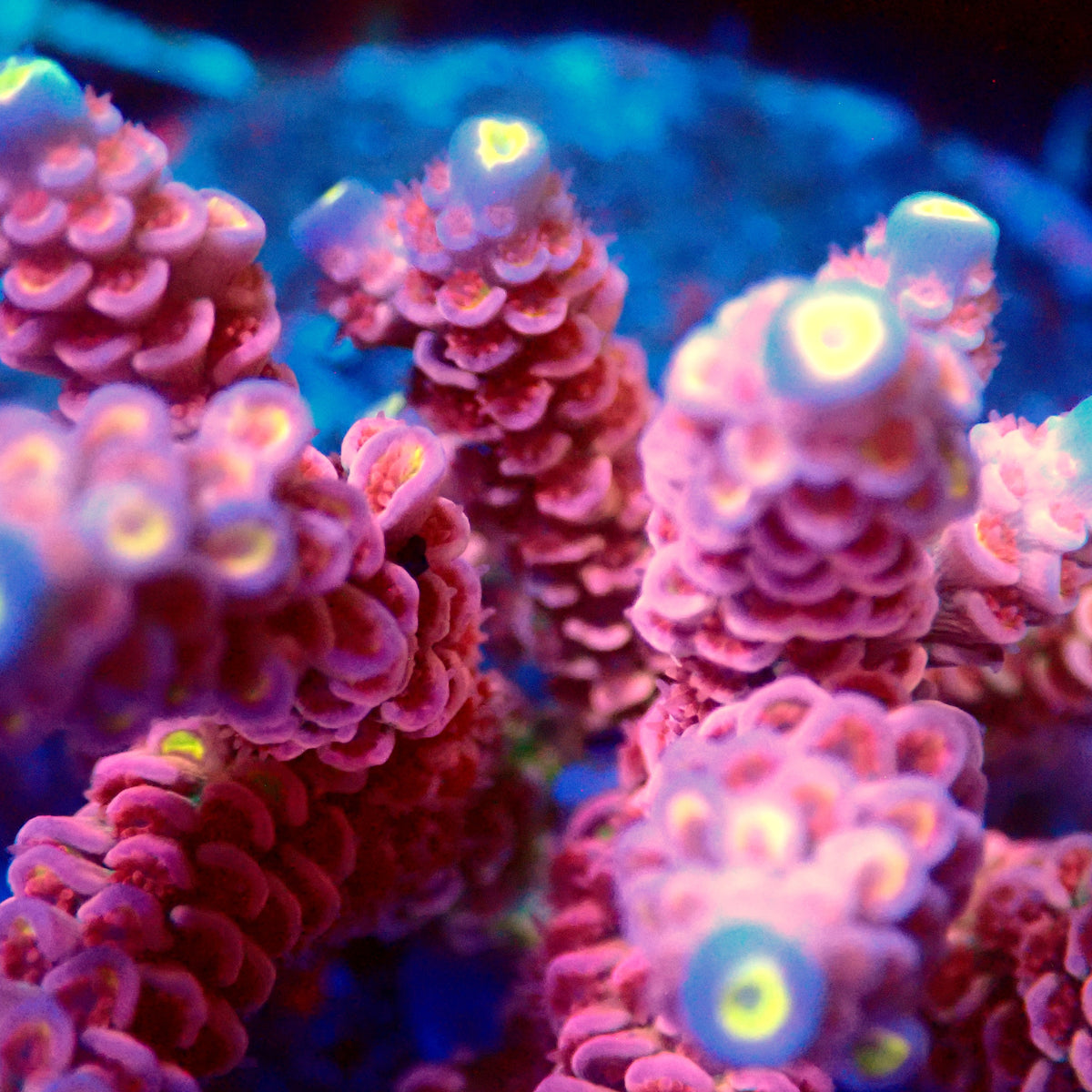 Acro Colony B5