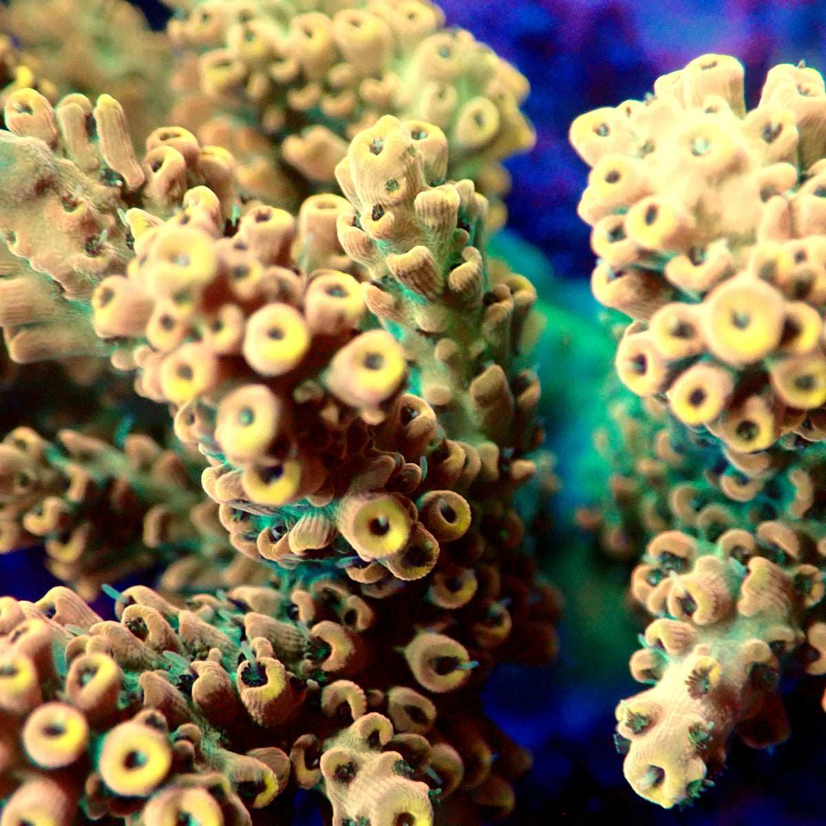 Acro Colony B7
