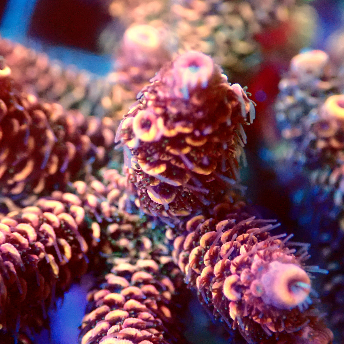 Acro Colony B8
