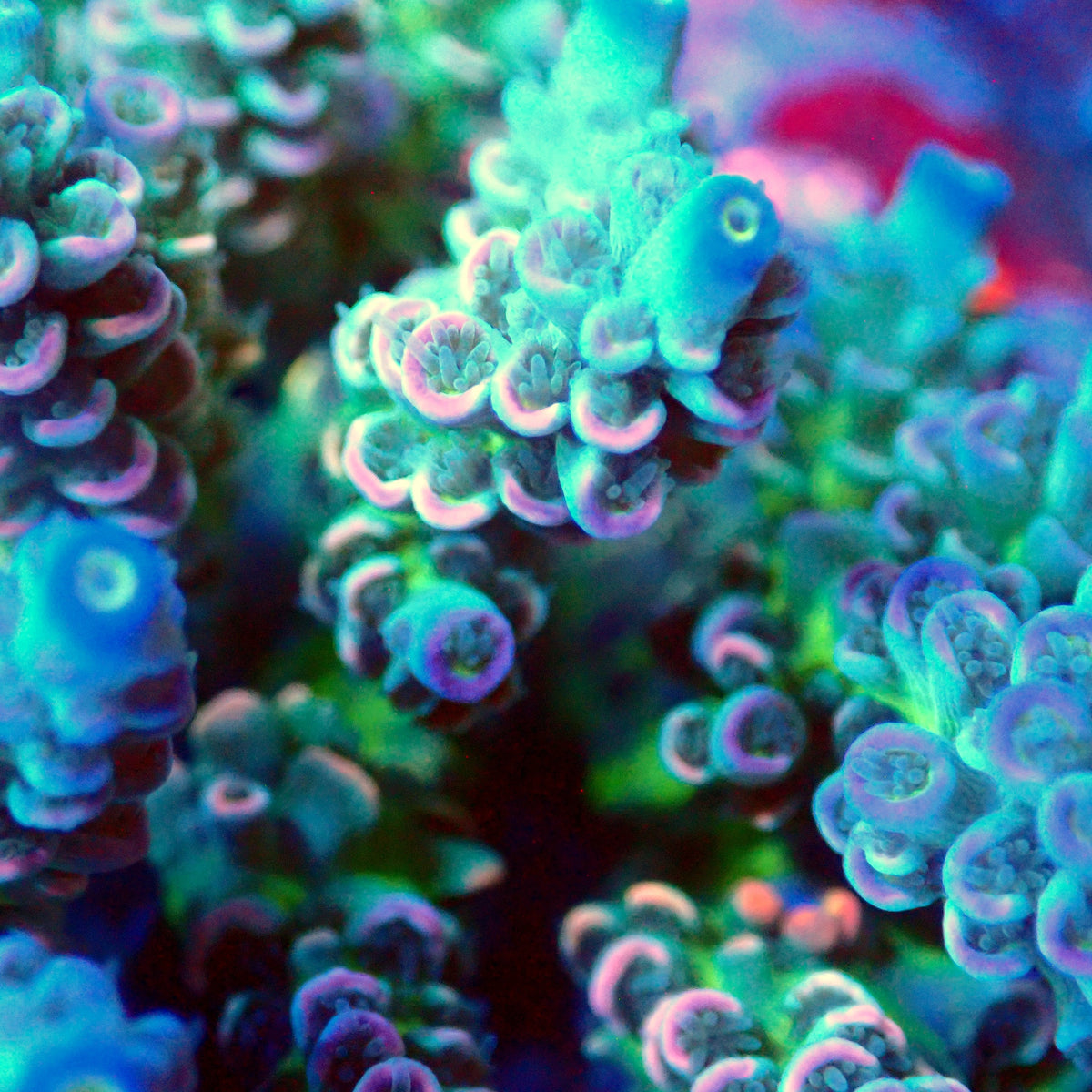 Acro Colony B9