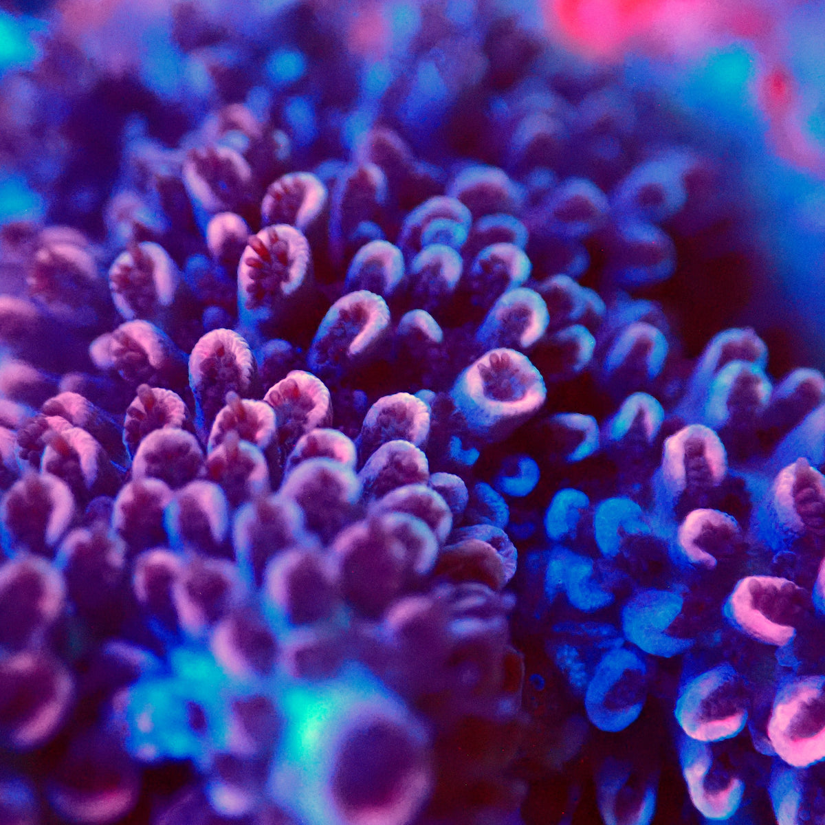 Acro Colony C10