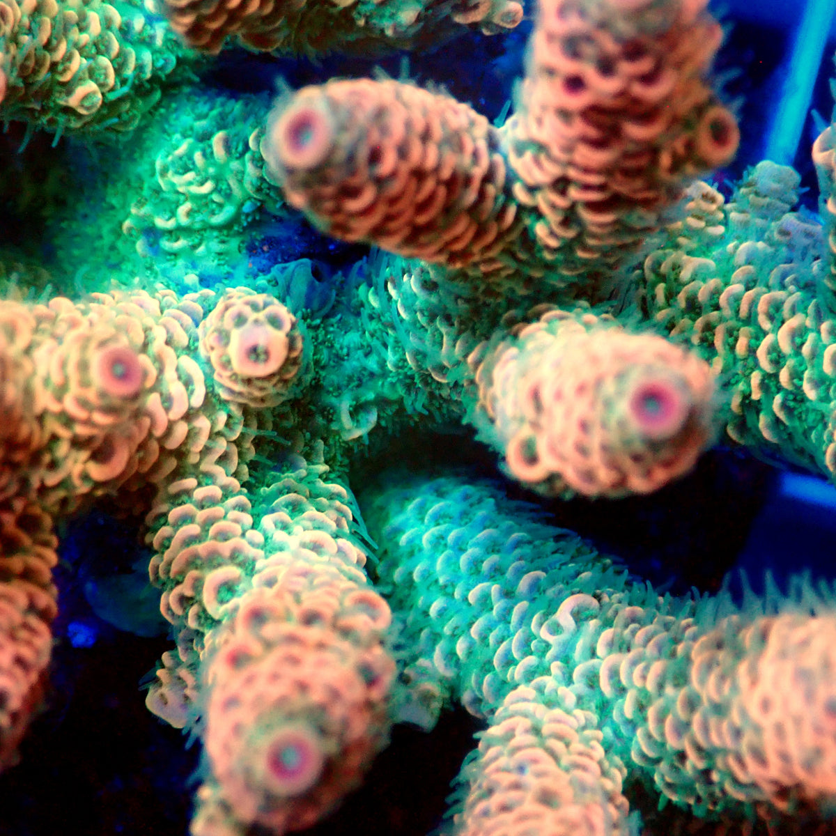 Acro Colony C12