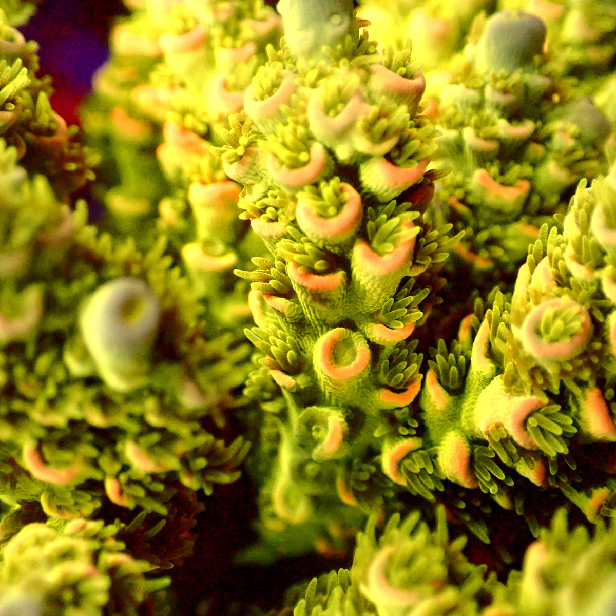Acro Colony C2