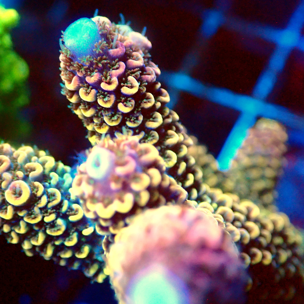 Acro Colony C4