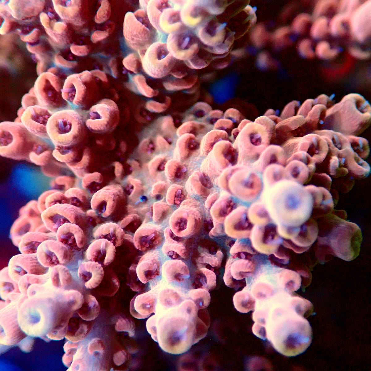 Acro Colony C6