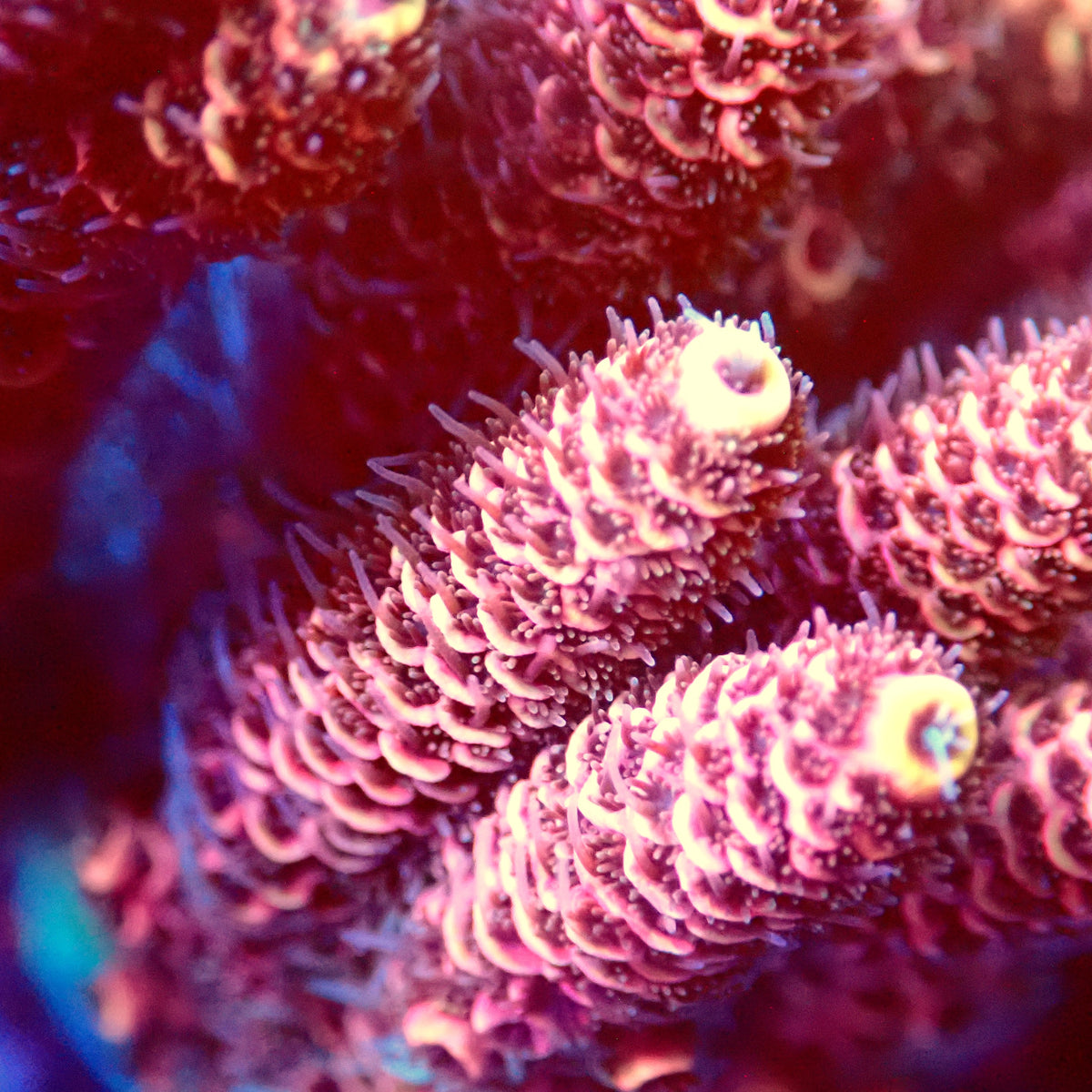 Acro Colony C7