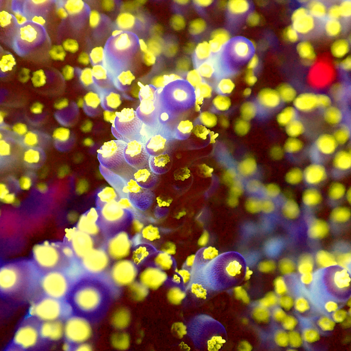 Acro Colony C8