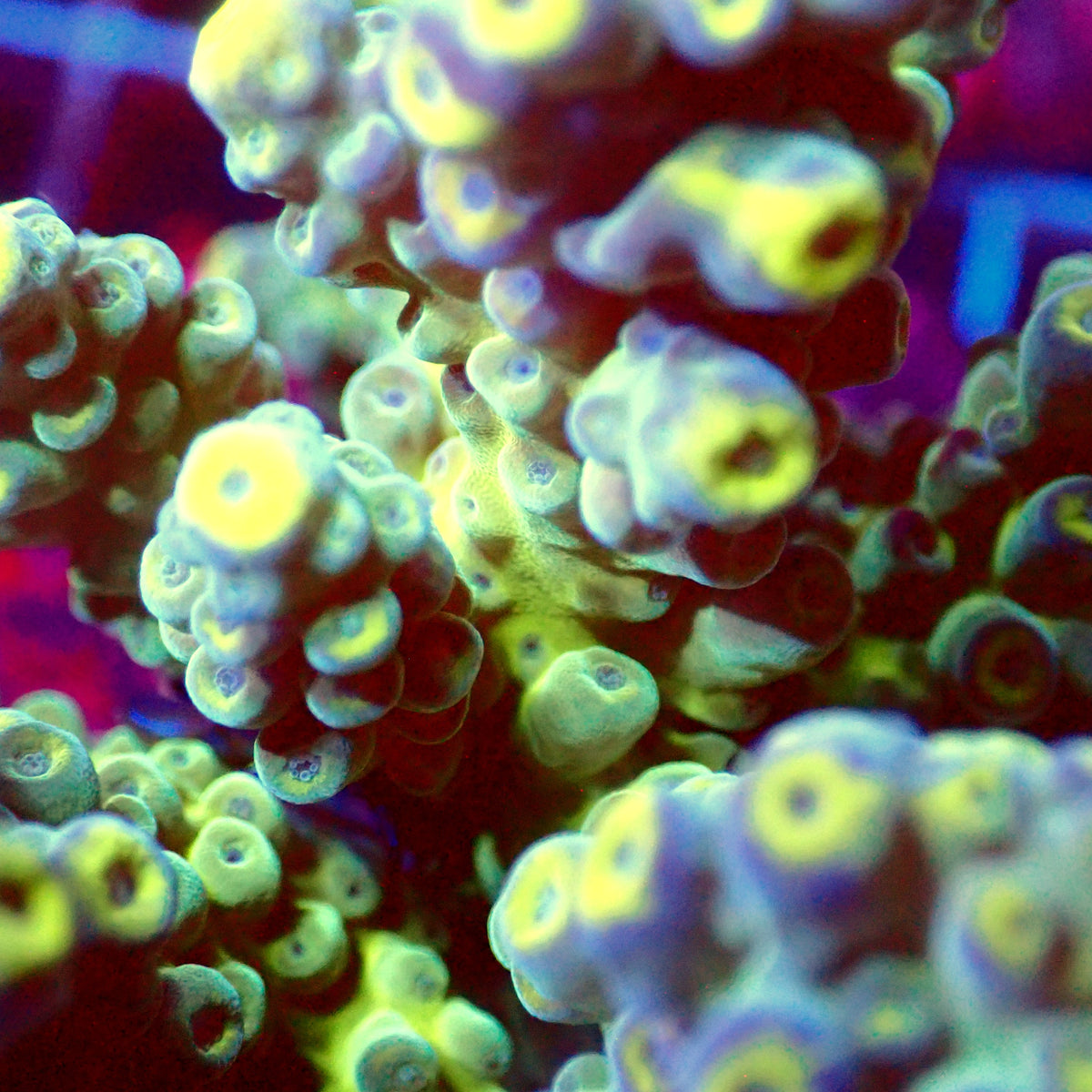 Acro Colony C9
