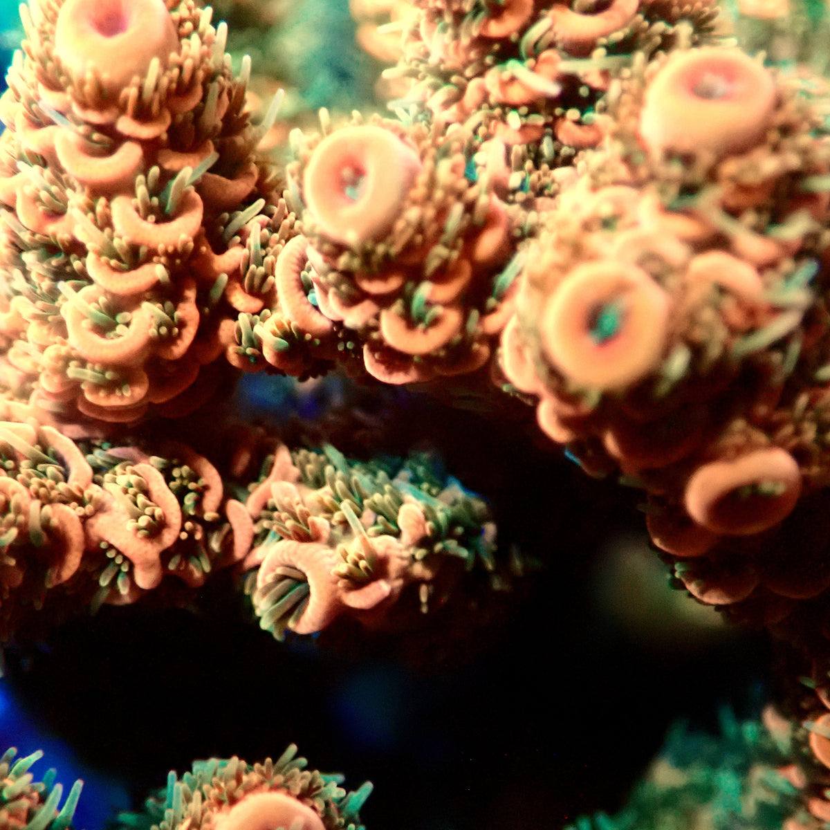 Acro Colony D1