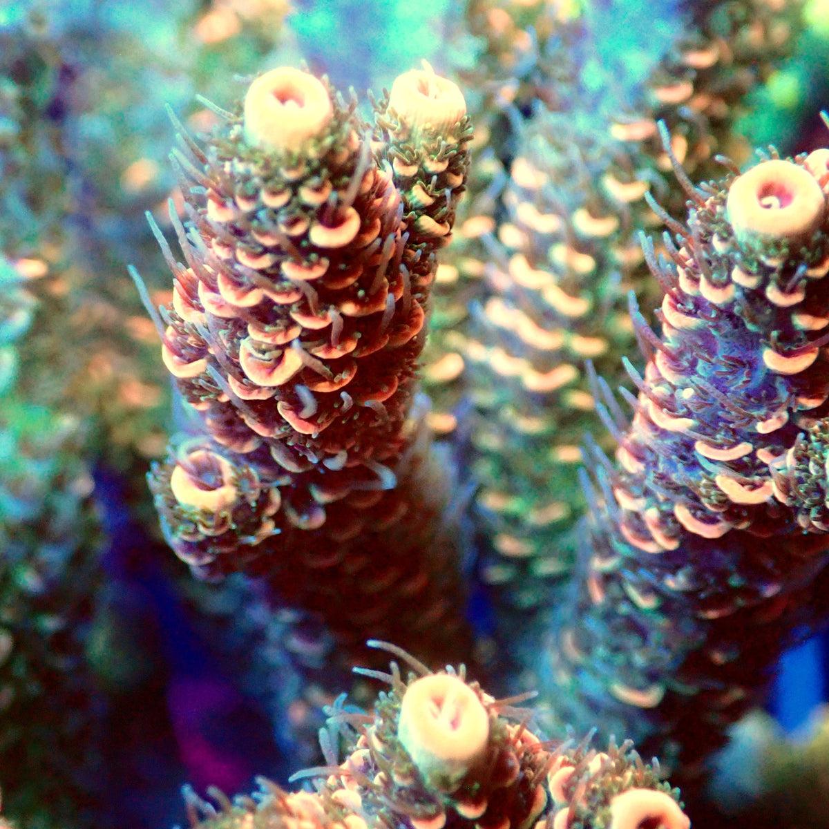 Acro Colony D10