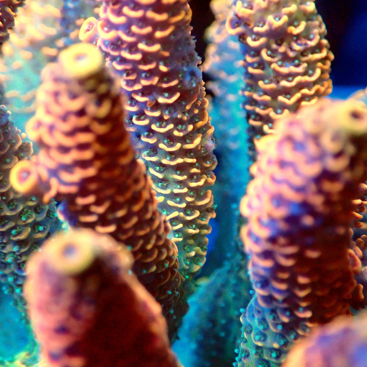 Acro Colony D12