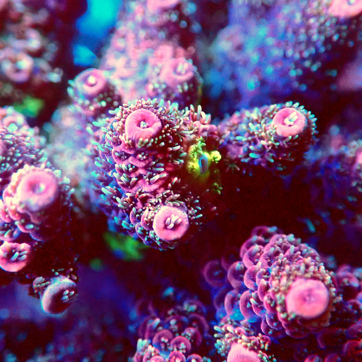 Acro Colony D4