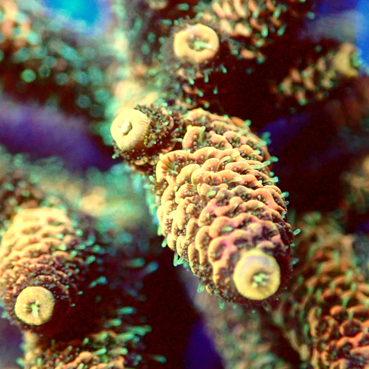 Acro Colony D5