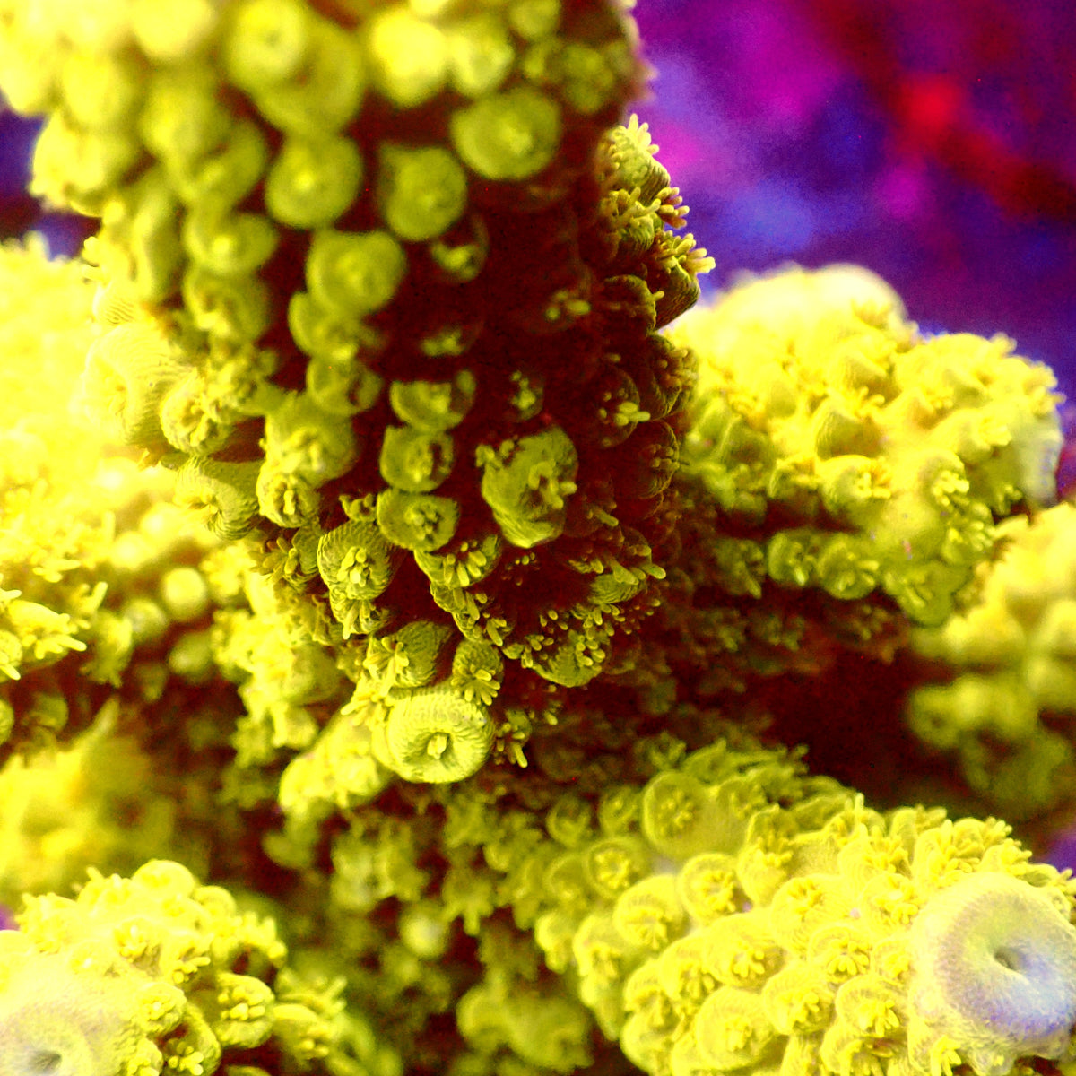 Acro Colony D6