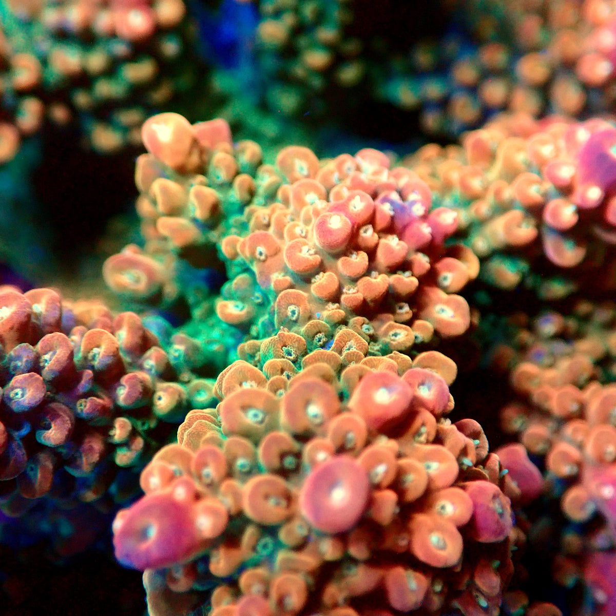 Acro Colony D7