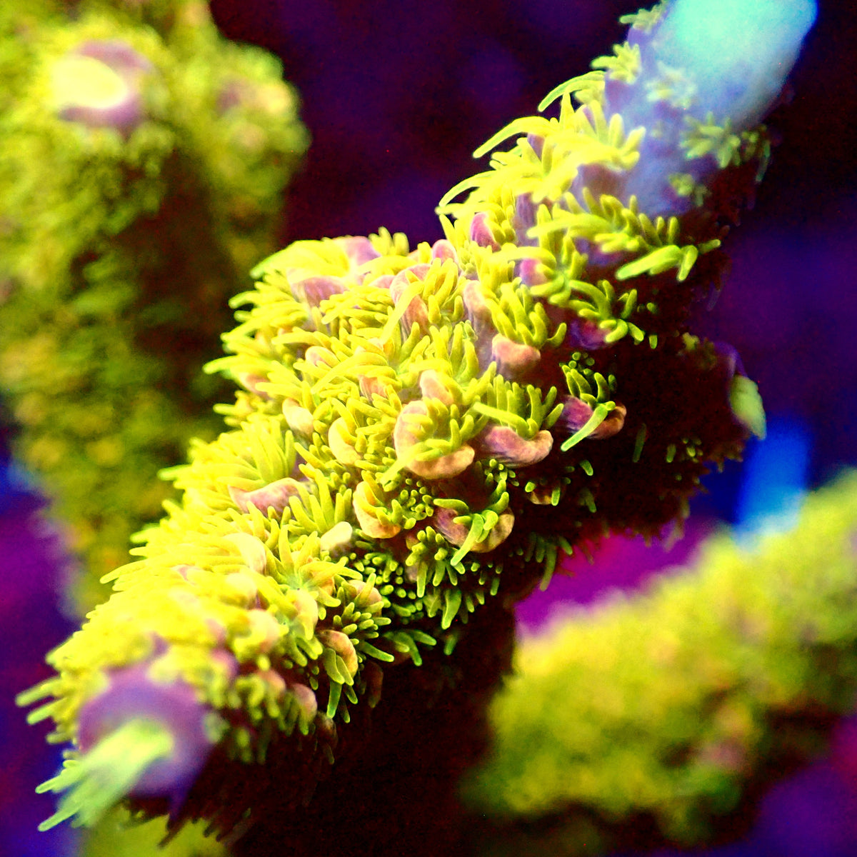 Acro Colony D9