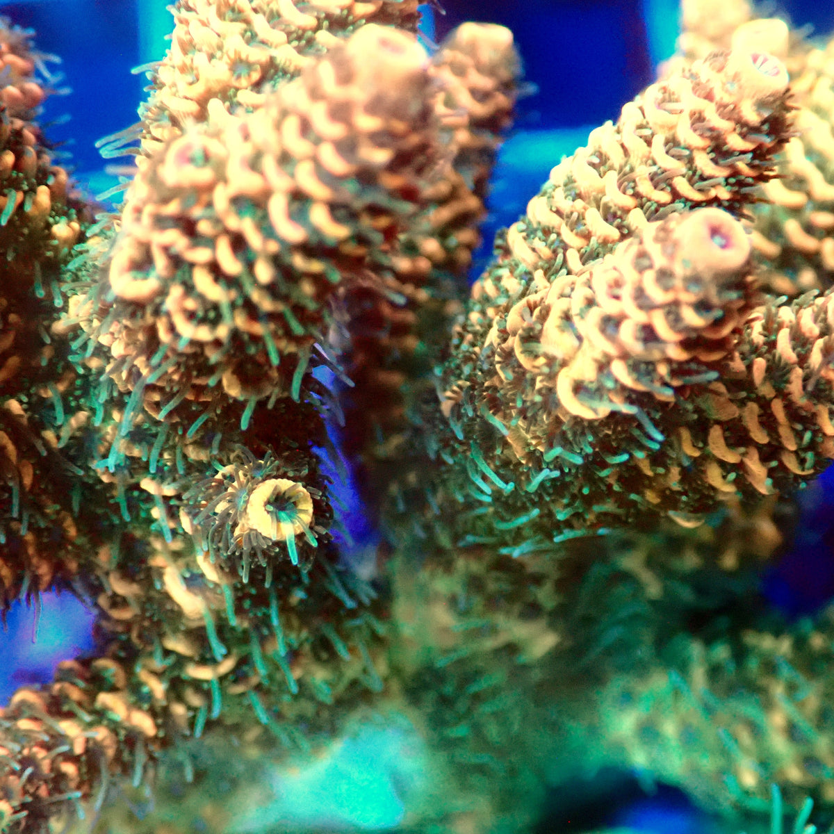 Acro Colony E1