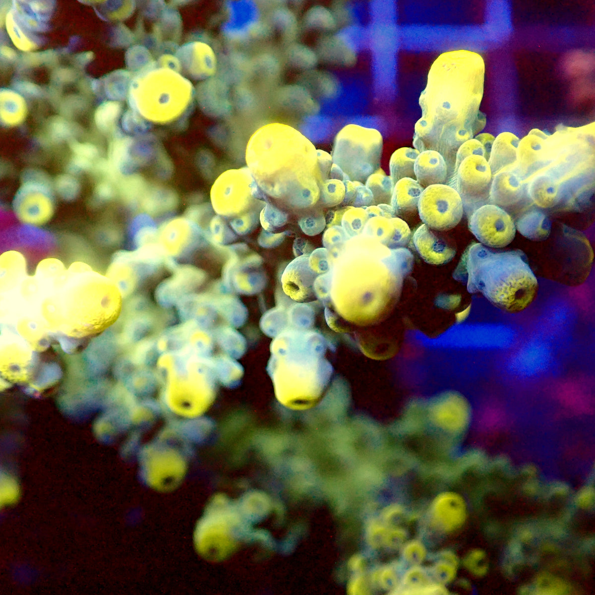 Acro Colony E10