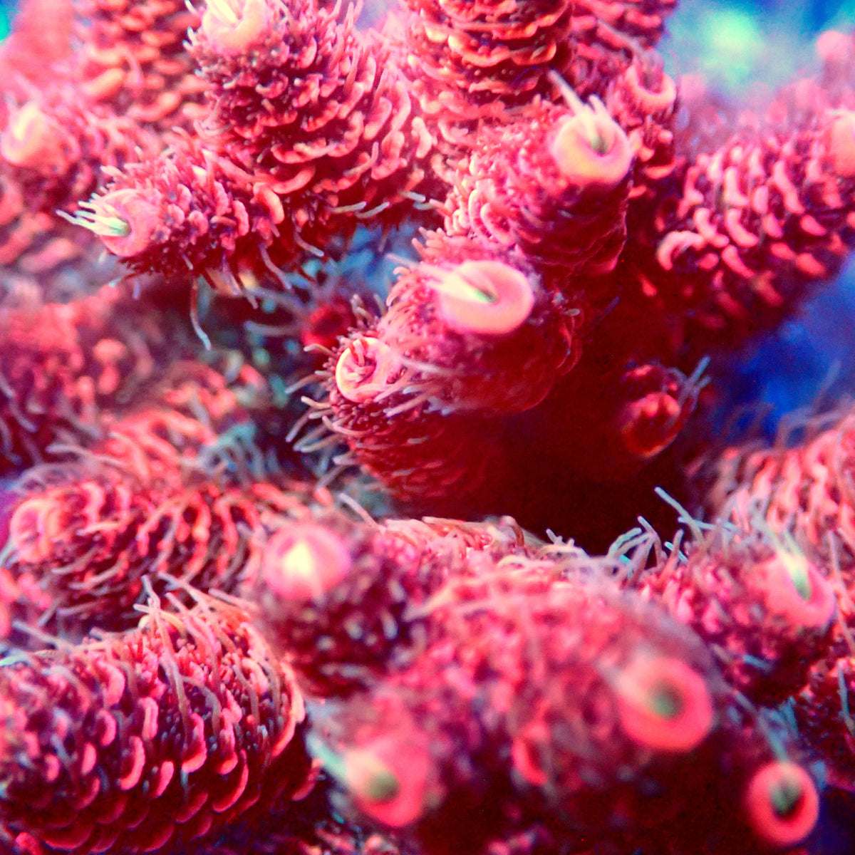Acro Colony E11