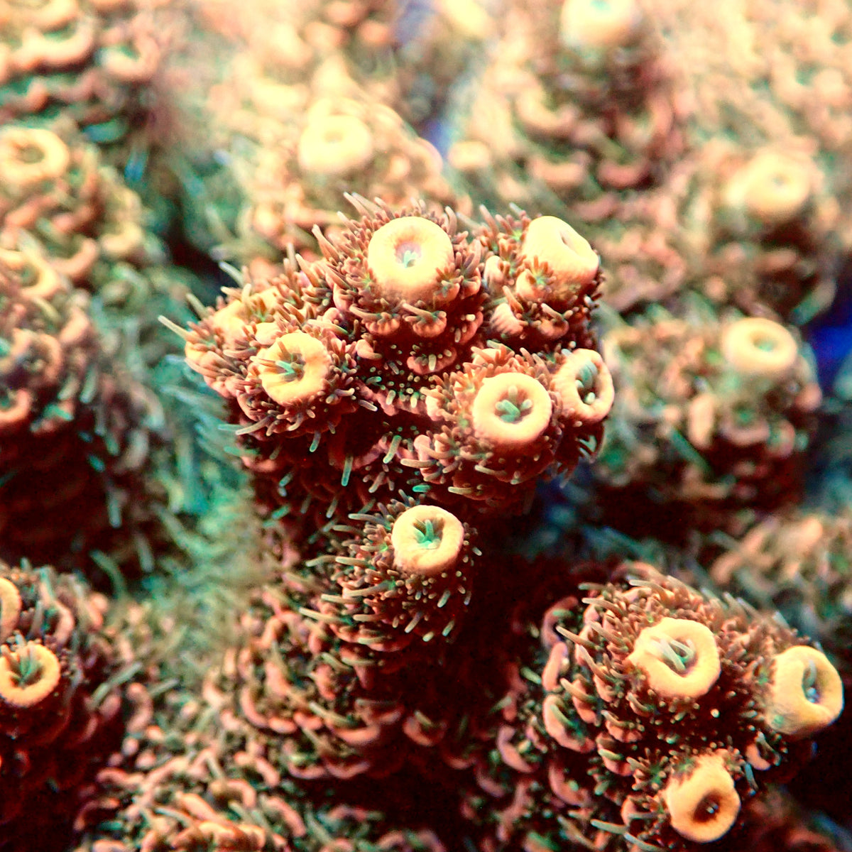 Acro Colony E12
