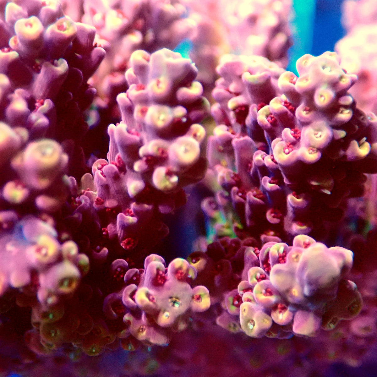 Acro Colony E2