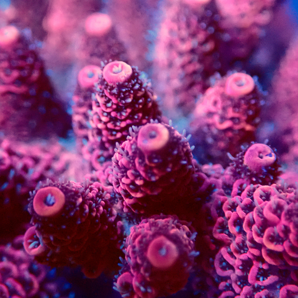 Acro Colony E3