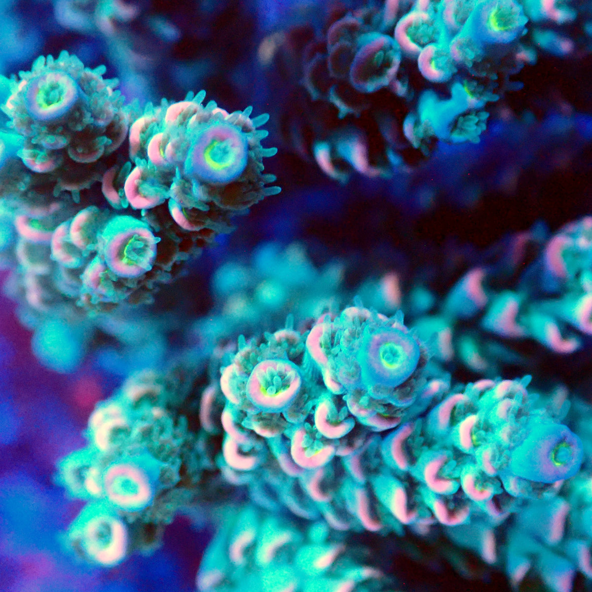 Acro Colony E6