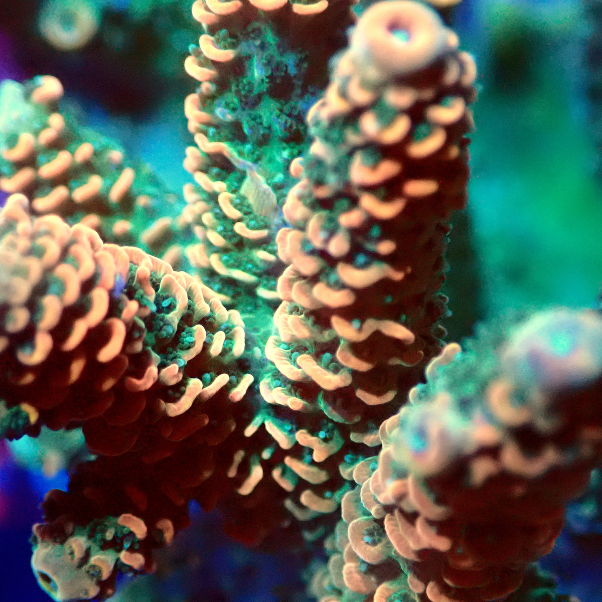 Acro Colony E7