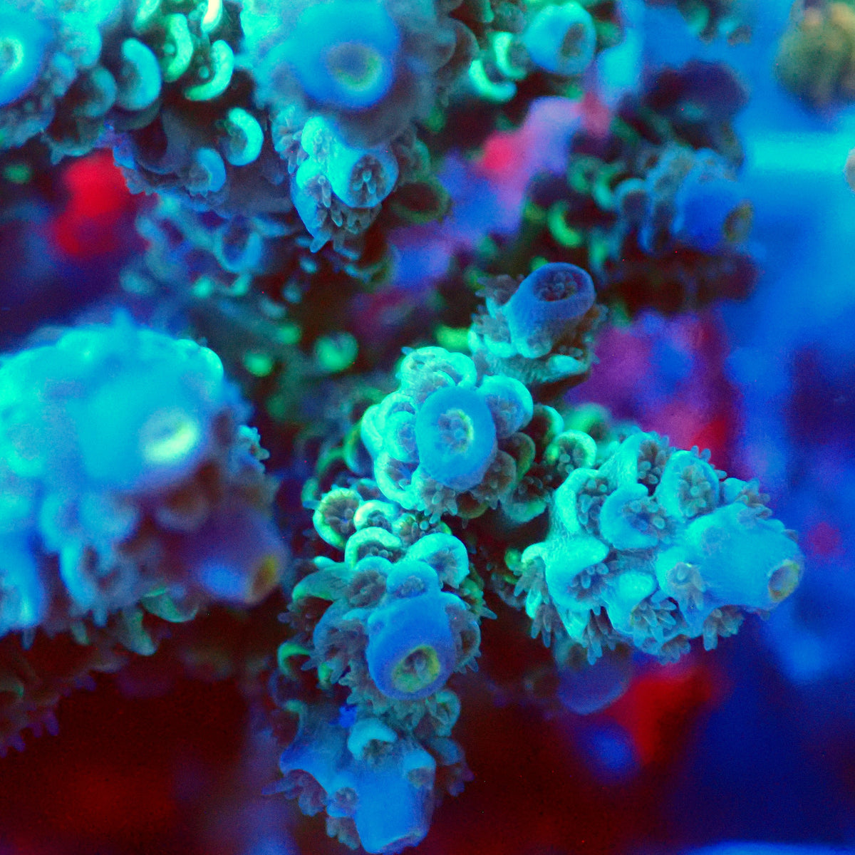 Acro Colony E8