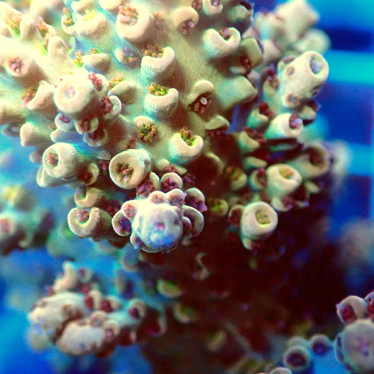 Acro Colony E9