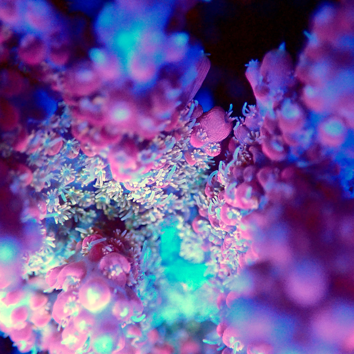 Acro Colony F2